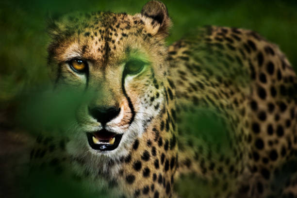 Tanzania Safari for First Time Visitors